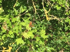 Polygonia c-album