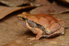 Mihintale Red Narrow-Mouthed Frog photo 1