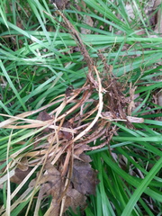 Sesleria autumnalis