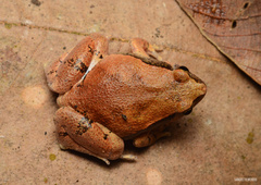 Mihintale Red Narrow-Mouthed Frog photo 4