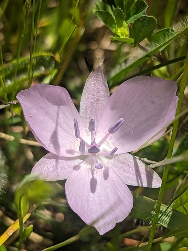 Image of Calochortus uniflorus by (c) Ernesto Chavez-Velasco, some rights reserved (CC BY)