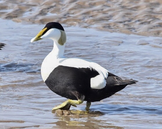 Eider À Duvet