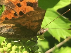Polygonia c-album