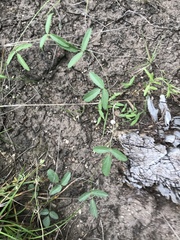 Strophostyles leiosperma