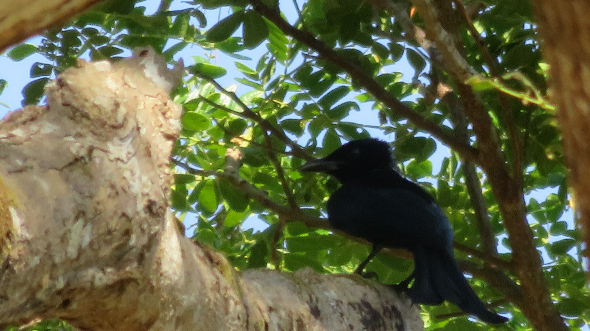 Palawan Drongo (Dicrurus palawanensis), photo 4