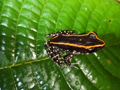 Pulchrana centropeninsularis