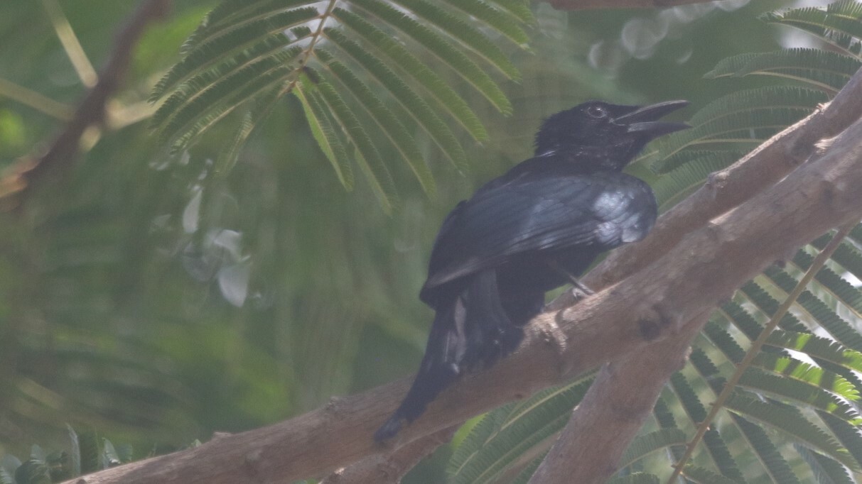 Palawan Drongo (Dicrurus palawanensis), photo 6