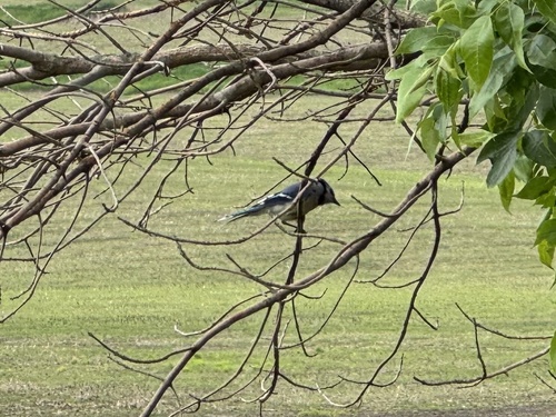 Blue Jay photographed in Iowa