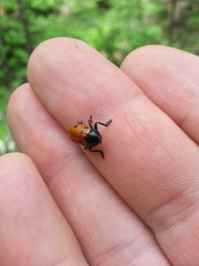 Cryptocephalus loreyi