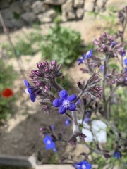 Anchusa azurea