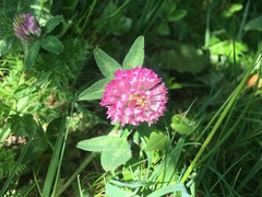 Trifolium pratense