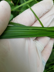 Carex stipata