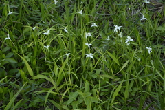 Rhynchospora colorata