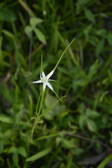 Rhynchospora colorata