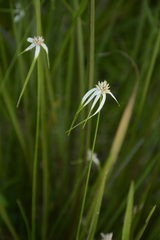 Rhynchospora colorata