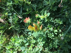 Lotus corniculatus