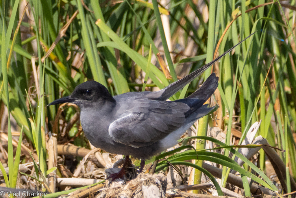 iNaturalist.org. В. Чарков, Ядринский р-н Чувашия, май 2024