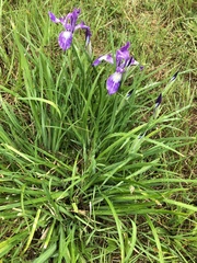 Iris tenax tenax