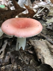 Russula silvicola