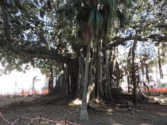 Ficus macrophylla