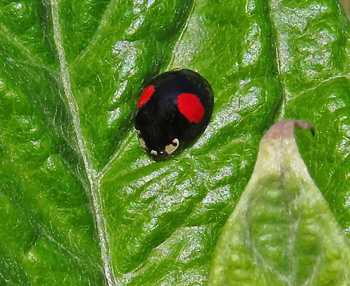 iNaturalist observation photo of Ashy Gray Lady Beetle