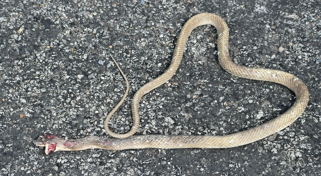 Western Coachwhip from Jim Hogg County, TX, USA on May 30, 2024 at 10: ...