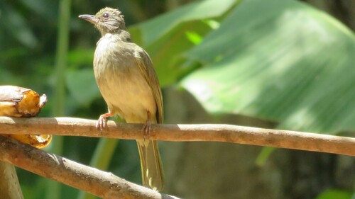 Ashy-fronted Bulbul (Pycnonotus cinereifrons), photo 10