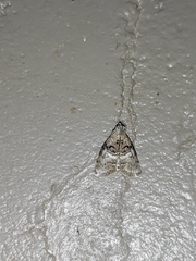 Pococera maritimalis