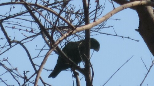 Blue-headed Racket-tail (Prioniturus platenae), photo 7