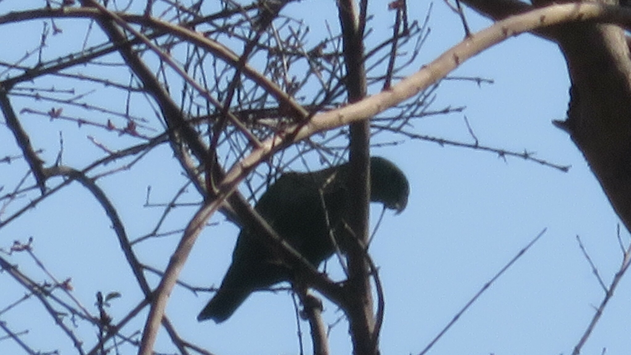 Blue-headed Racket-tail (Prioniturus platenae), photo 3