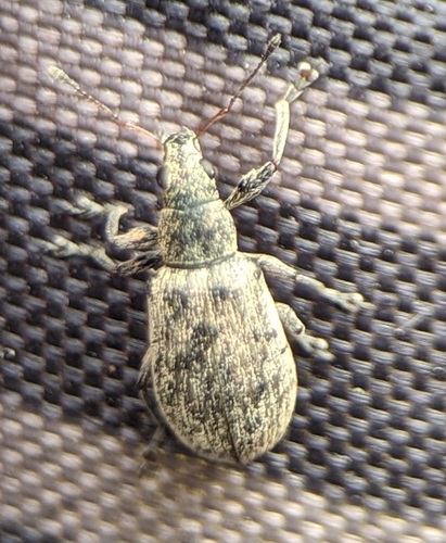 Deer Broad-nosed Weevil, Noordwijk, Zuid-Holland, Netherlands, photo 6 of 10