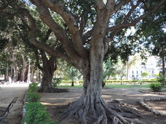 Ficus benjamina benjamina