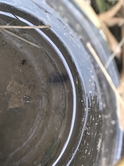 Armadillidium vulgare