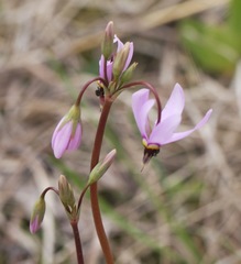 Primula meadia