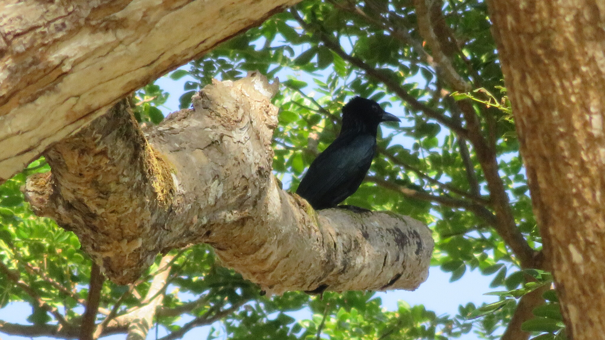 Palawan Drongo (Dicrurus palawanensis), photo 5