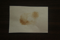 Gymnopilus lepidotus