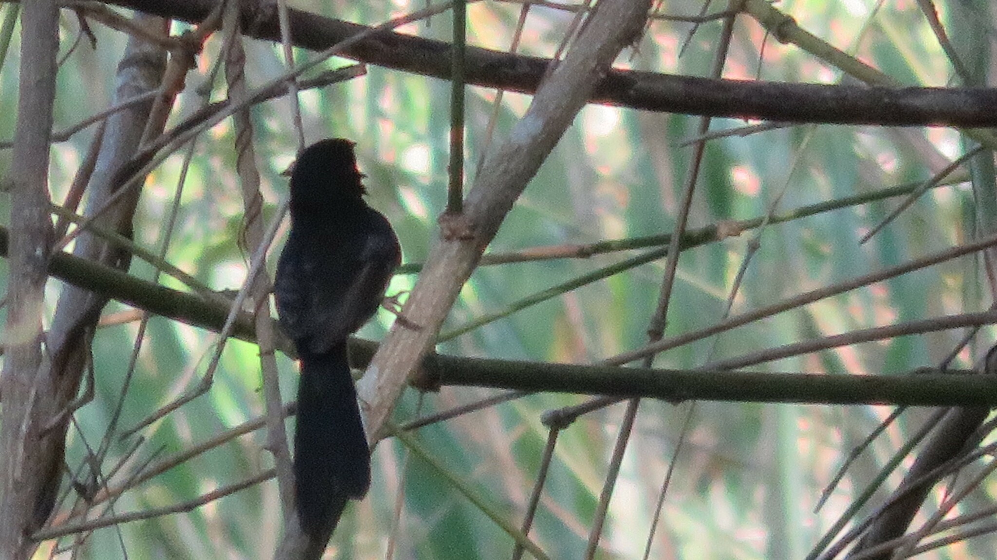 Palawan Drongo (Dicrurus palawanensis), photo 7