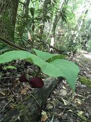 Trillium vaseyi