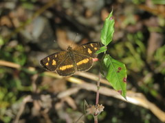 Telenassa berenice
