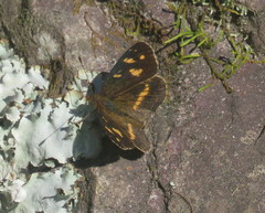 Telenassa berenice