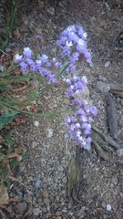 Limonium sinuatum