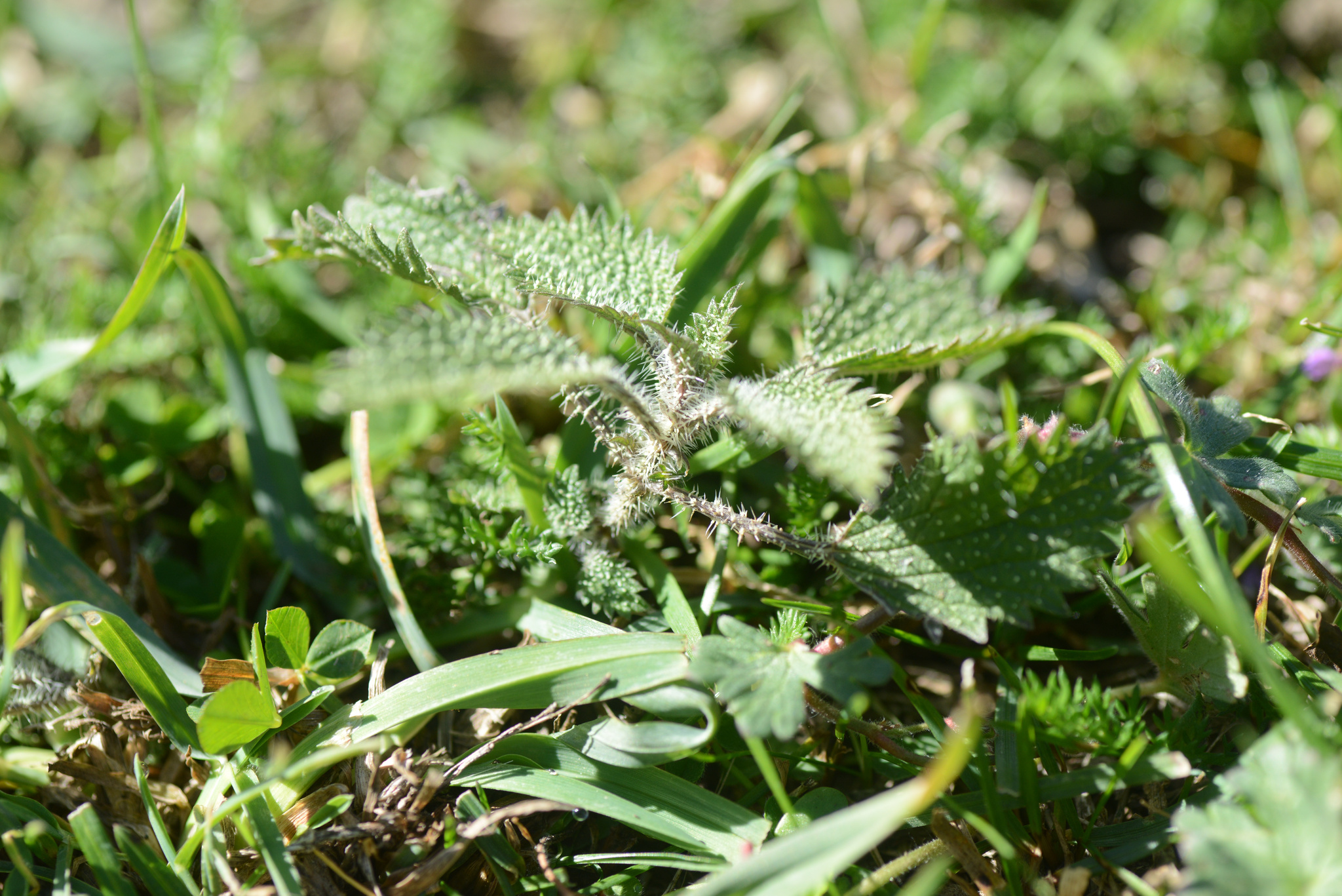 Urtica aspera