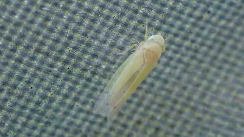 Ribautiana cruciata