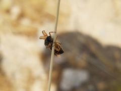 Ripiphorus rex