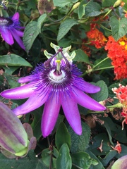 Passiflora amethystina × caerulea