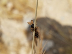 Ripiphorus rex