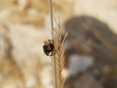 Ripiphorus rex