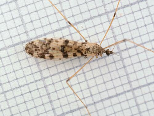Idioptera submarmorata