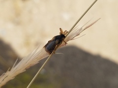 Ripiphorus rex