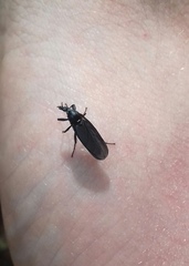 Bibio leucopterus